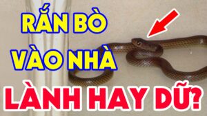 ran bo vao nha danh con gi